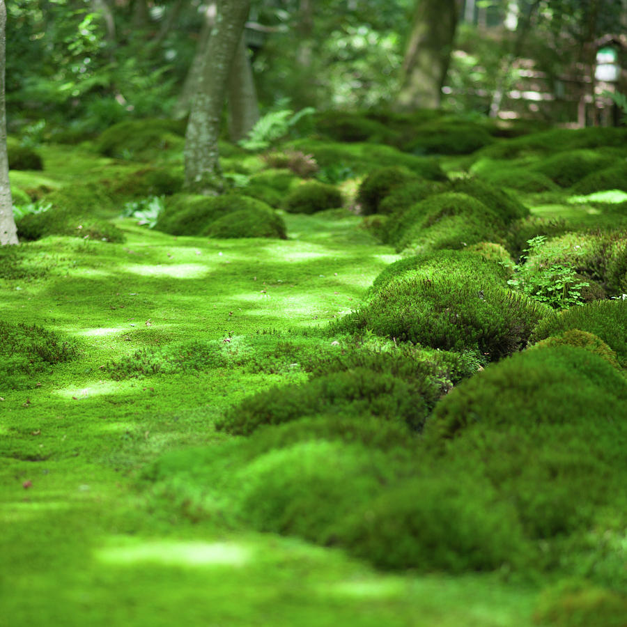 A ground covered entirely in lush green moss