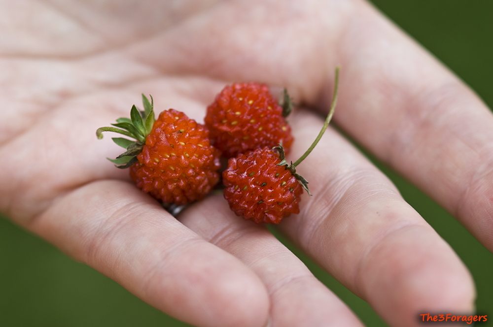 berries held in a hand