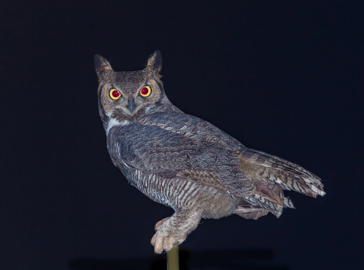A great horned owl at night