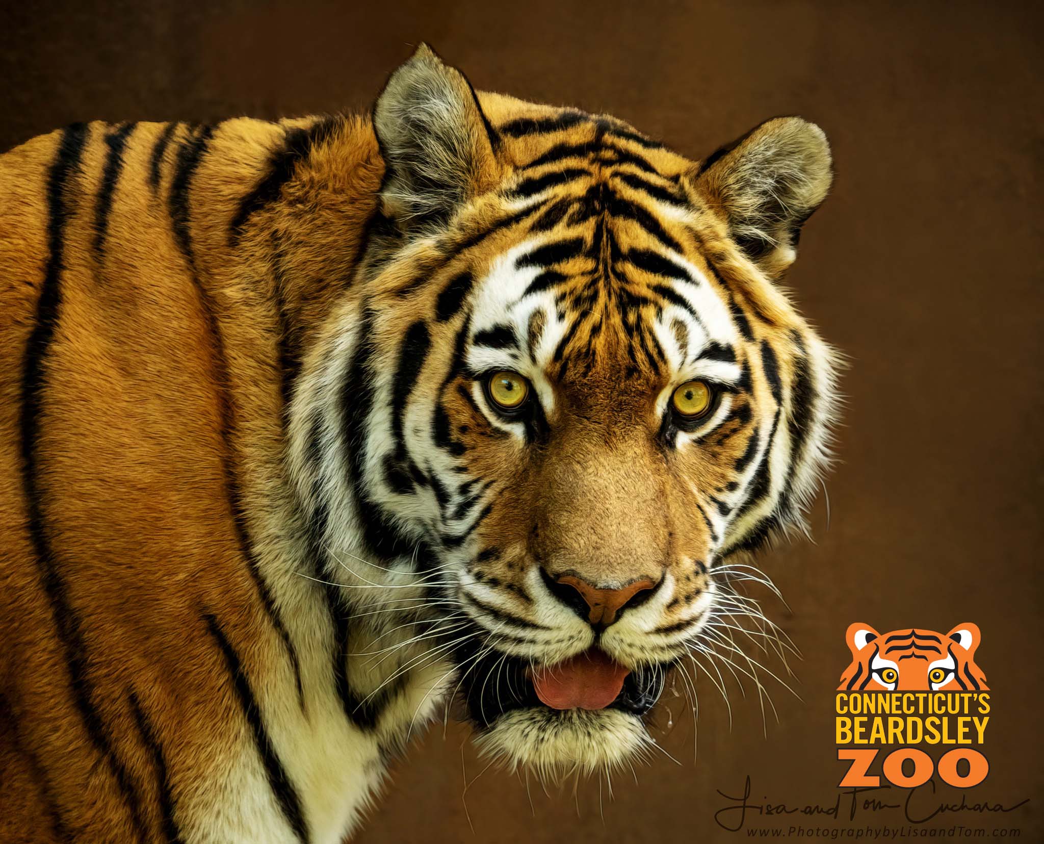 Tiger is facing the viewer with mouth open tongue out