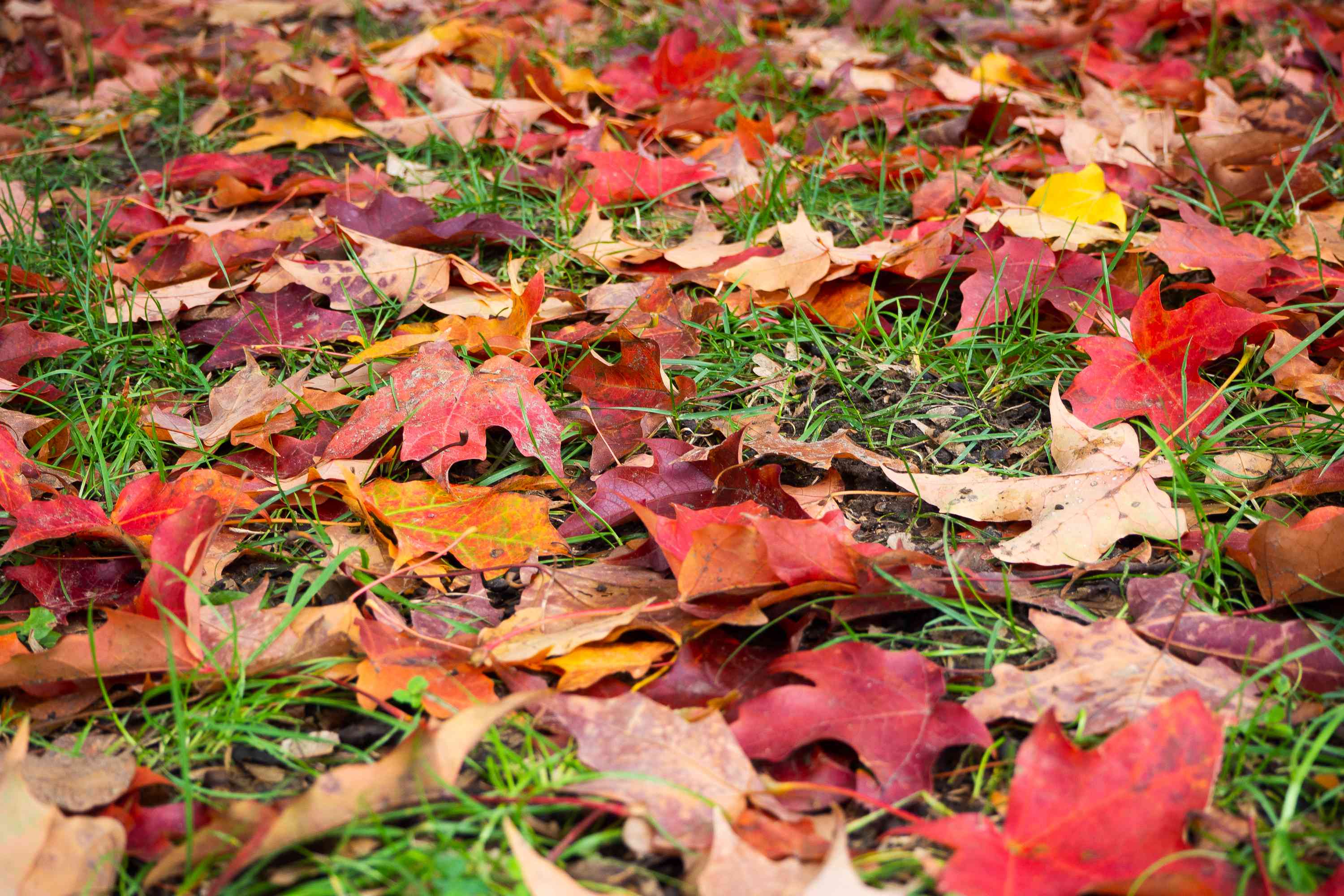 Fall leaves strewn across the ground