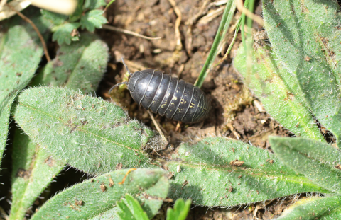 Isopod on leaves