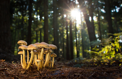 mushrooms in a forest