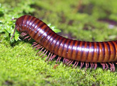 A millipede resting on some moss