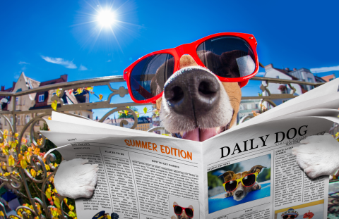 Dog wearing sunglasses is holding a newspaper and appears to be reading it