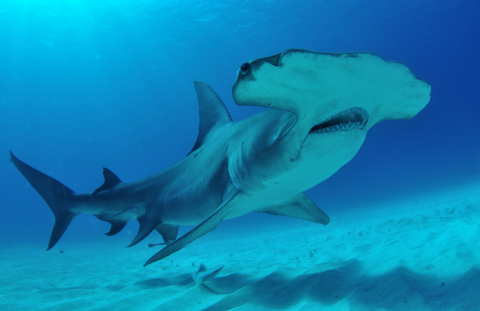 View underneath a hammerhead shark near the ocean floor