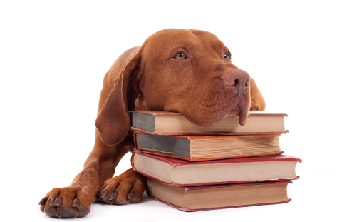 An adorable brown hound dog laying on ground with head resting on a stack of books