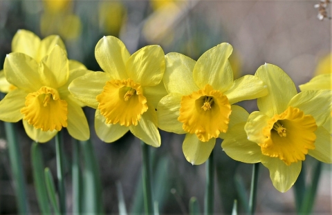 Four yellow daffodils in a row