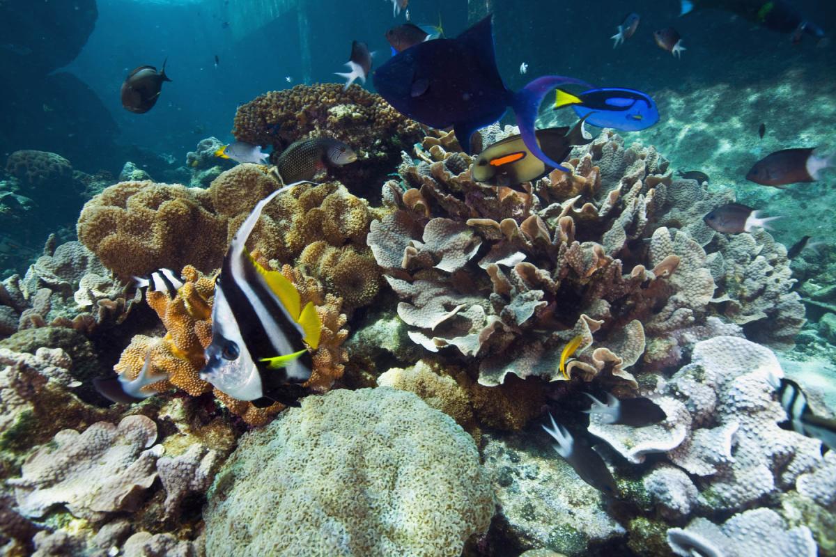 Fish swimming along coral