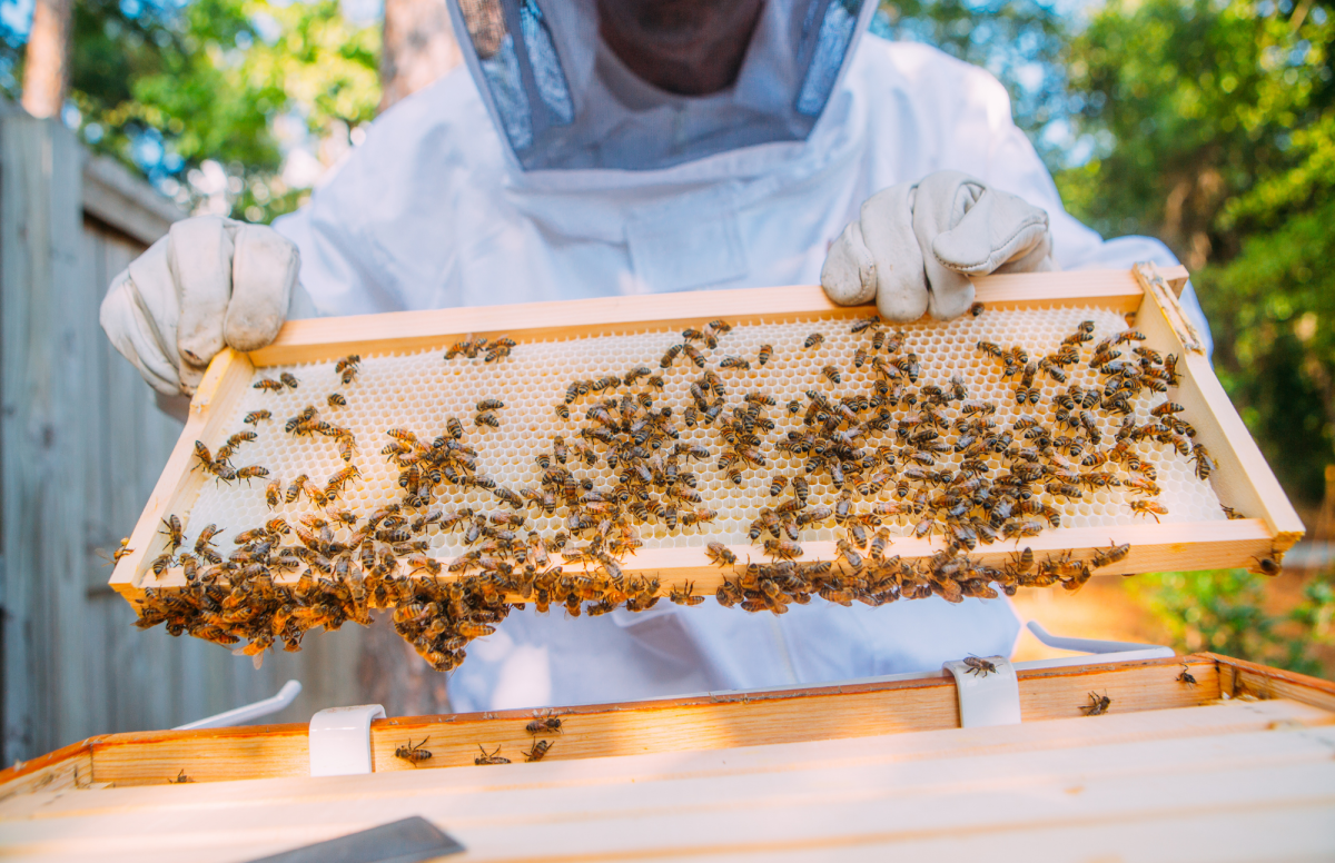 bees with a beekeeper