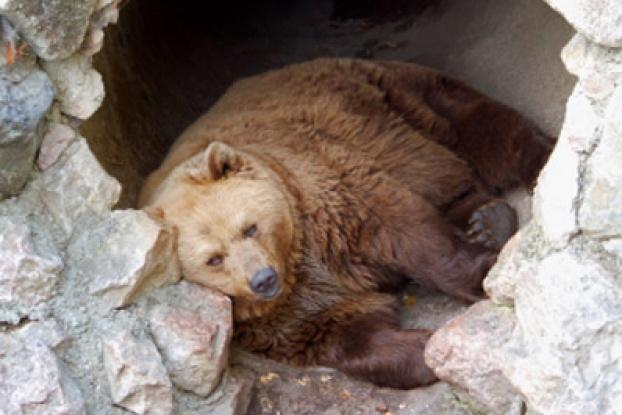 A sleepy brown bear in a cave