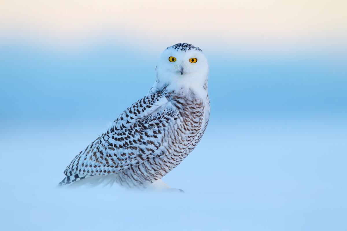 A Snowy owl sits atop a mount of snow