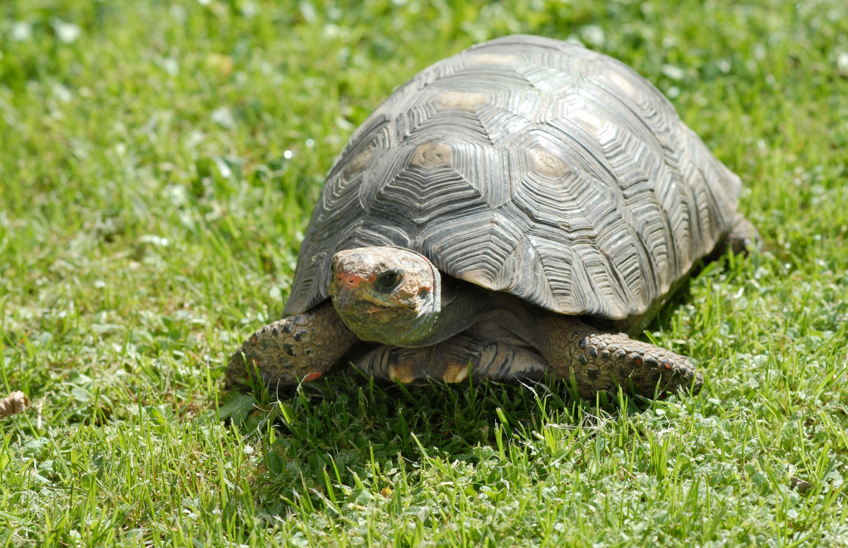 Large turtle walking on green grass