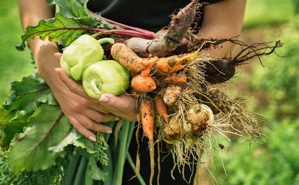 Harvest