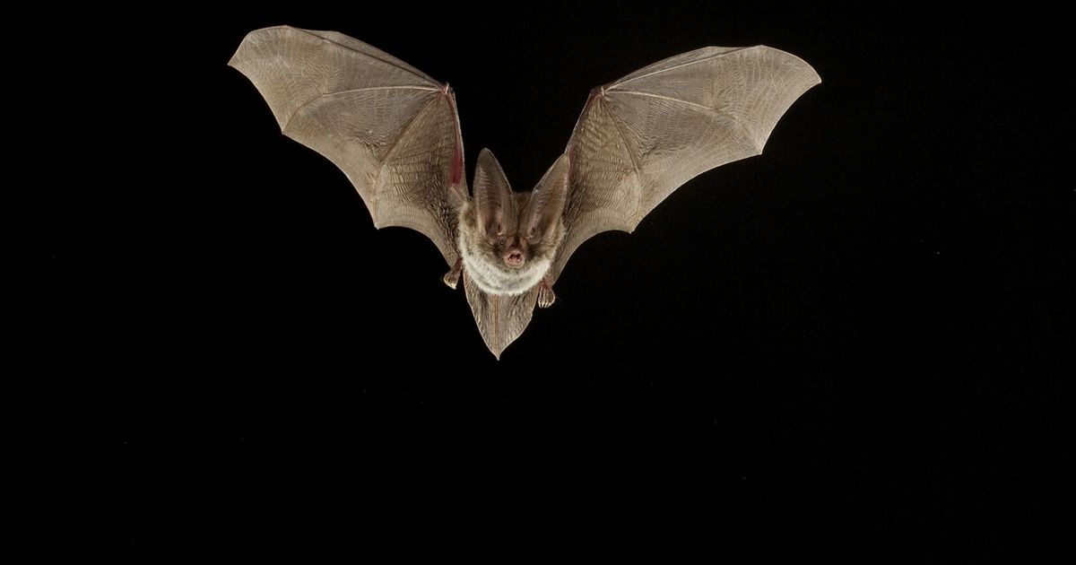 A bat flying at night